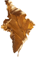 leaf1-Filosofia-Naturale